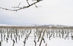 vue-cerisier-hiver-baumann-zirgel